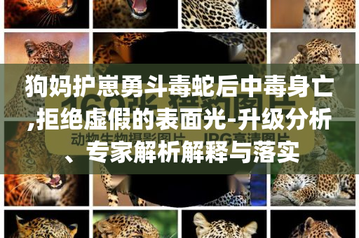 狗媽護崽勇斗毒蛇后中毒身亡,拒絕虛假的表面光-升級分析、專家解析解釋與落實