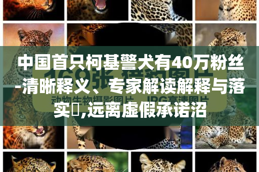 中國(guó)首只柯基警犬有40萬粉絲-清晰釋義、專家解讀解釋與落實(shí)?,遠(yuǎn)離虛假承諾沼